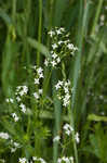 False baby's breath